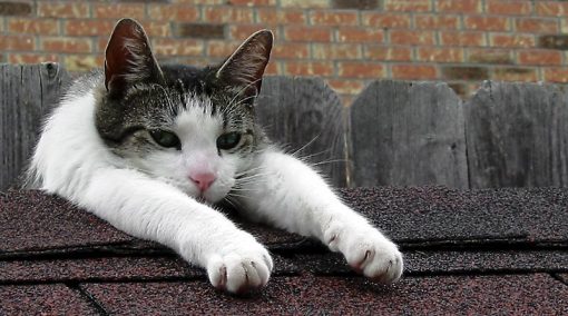 Cat sliding off a roof (metaphor for trying to get back into the zone)